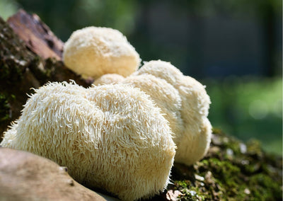 Alles wat je moet weten over Lion's Mane