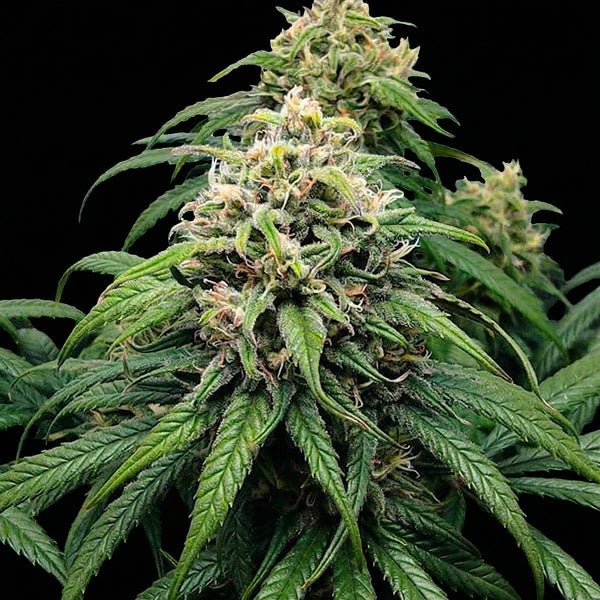 Close-up of mature hemp plant with dense green buds and leaves against a black background