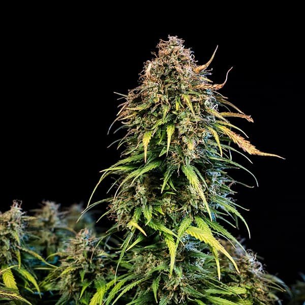 Close-up of a mature, resinous cannabis plant with dense green buds against a black background