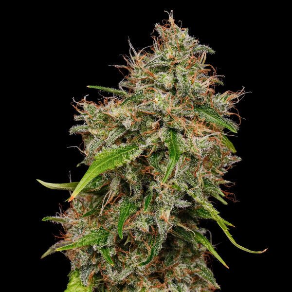 Close-up of a mature fast-flowering hemp plant with dense buds, orange pistils, and green leaves