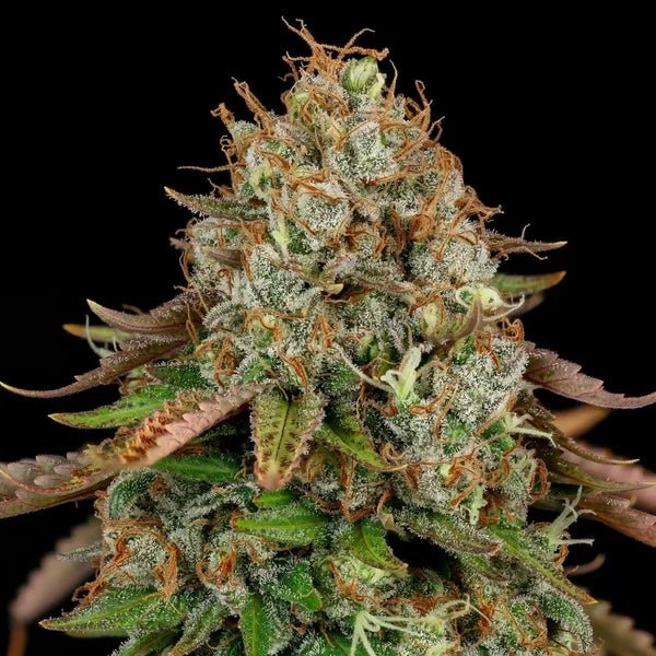 Close-up of frosty cannabis bud with orange pistils and green leaves on black background