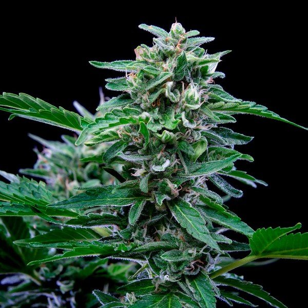 Close-up of a mature hemp plant with dense green buds and trichomes on a black background
